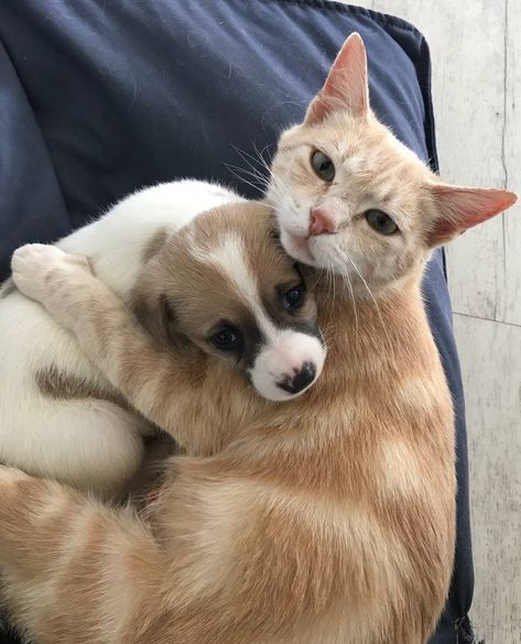 Cat Dog Friendship, Cute Puppies And Kittens, Mother Cat, Image Chat, Puppies And Kitties, Animals Friendship, Kittens And Puppies, Dog And Cat, Cute Cats And Dogs