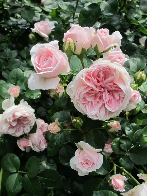 9 Summer Flowers Almost As Gorgeous As Peonies | Hometalk Fantin Latour Rose, Fairy Rose, Romantic Interior, Peony Garden, Sweet Perfume, Funky Junk Interiors, Patio Pots, Peonies Garden, Flower Patch