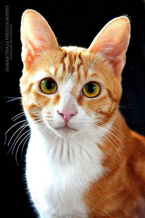 Cat Portrait Photography, Cats Portraits, Wallpaper Portrait, Orange Tabby Cats, Orange Cats, Cat Portrait, Cat Photography, Tuxedo Cat, Ginger Cats