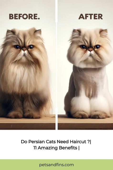 Persian Cat Grooming, Long Hair Cats Grooming Styles, Persian Cat Grooming Styles, Cat Haircuts, Persian Haircut, Persian Cat Haircut Styles, Persian Cat Haircut, Cat Lion Haircut, Cat Grooming Styles