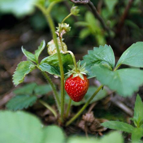 How to Grow Strawberries from Seed Plants To Grow Together, Grow Strawberries From Seed, Onion Companion Planting, Growing Strawberries Indoors, Growing Lettuce Indoors, How To Grow Strawberries, Types Of Strawberries, Growing Tomatoes Indoors, Grow Strawberries