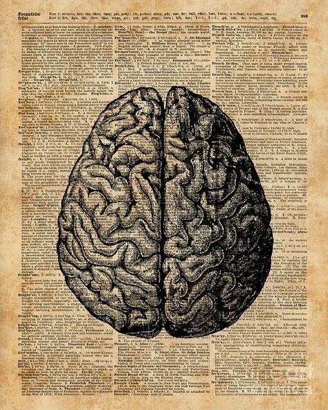 متحف فني, Brain Illustration, Medical Wallpaper, Biology Art, Brain Anatomy, Brain Art, Book Page Art, Human Anatomy Art, Dictionary Art