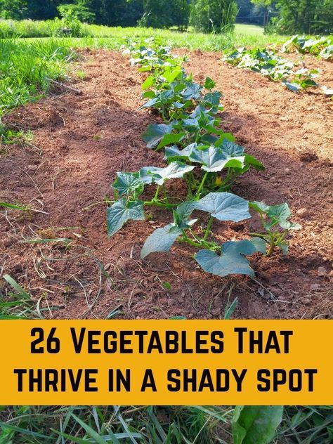 Vege Garden Ideas, Plants That Like Shade, Shady Garden, Garden Plants Vegetable, Shade Garden Plants, Vegetable Garden Planning, Vegetable Garden Diy, Grow Vegetables, Gardening Hacks