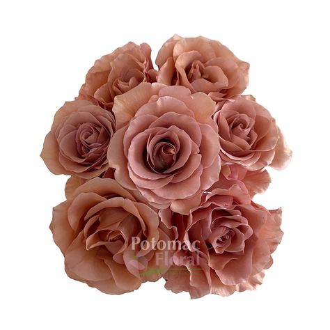 Rose, Moab - Rocky Earth Toned , 60 cm - Potomac Floral Wholesale Moab Rose, Early Grey, Thanksgiving 2023, Flower Types, Cherry Brandy, Earth Tone Color, Box Roses, Garden Types, Lavender Roses