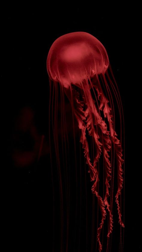 Dark Jellyfish Wallpaper, Red Jellyfish Aesthetic, Red Animal Aesthetic, Red Water Aesthetic, Red Jellyfish Wallpaper, Red Pink Aesthetic Wallpaper, Red Ocean Aesthetic, Red Sea Aesthetic, Undersea Aesthetic