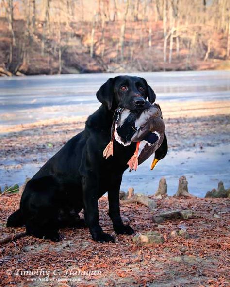 upland dogs - Google Search Labs Hunting, Hunting Dog Aesthetic, Hunting Dog Photoshoot, Hunting Dog Photography, Hunting Photography, Duck Hunting Dogs, Hunting Pictures, Things Photography, Black Labrador Retriever