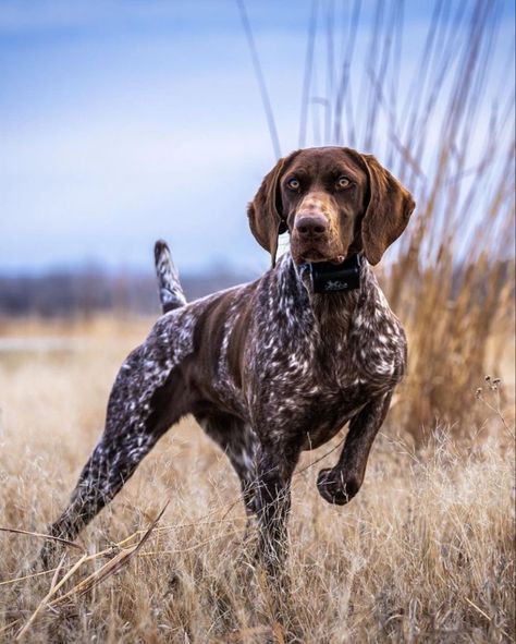 Dog Pond, Basset Dog, Gsp Dogs, Gsp Puppies, English Setter Dogs, German Shorthaired Pointer Dog, Pointer Puppies, Waterfowl Hunting, Bird Dog