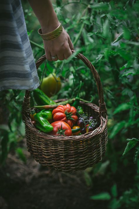 Summer Garden by Eva Kosmas Flores of Adventures in Cooking  Eva shares photos from her summer garden as well as gardening tips in this post, including drip watering systems and what she is currently growing. #summer #garden #gardentotable #gardening #tips #adventuresincooking Growing Tomatoes From Seed, Gardening Photography, Garden Photography, Organic Gardening Tips, English Rose, Growing Tomatoes, Veggie Garden, Farm Gardens, Kitchen Garden