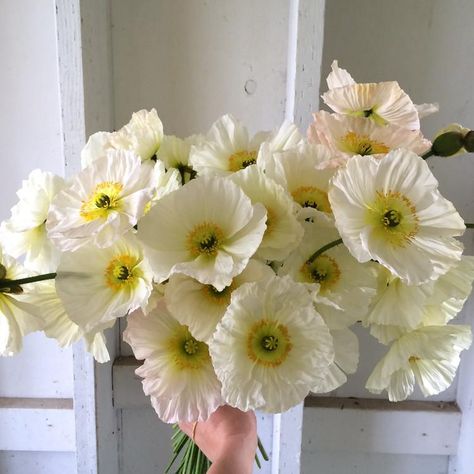 Iceland Poppies, Icelandic Poppies, Poppy Bouquet, Champagne Bubbles, White Poppy, Cut Flower Garden, Hardy Perennials, Unique Flowers, Flower Farm