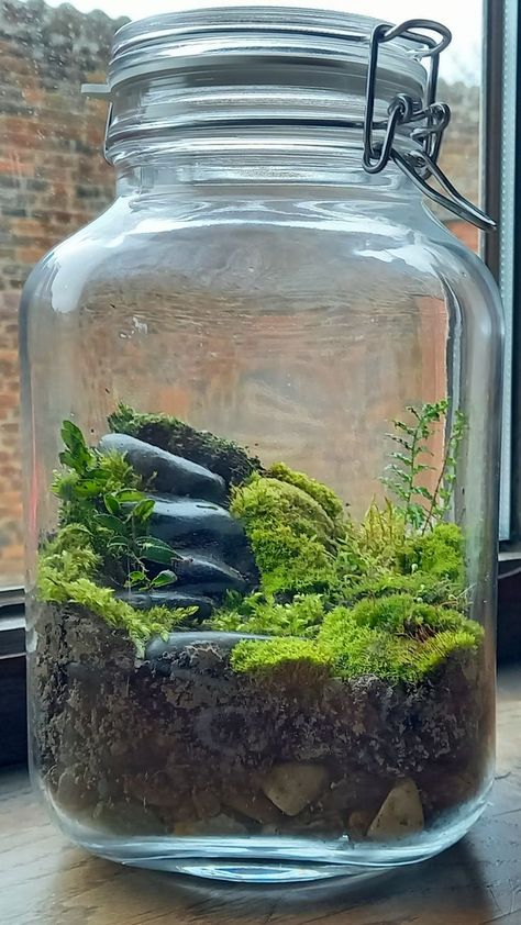 Tutorial video if you click this pin. Moss In A Jar, Mini Jar Terrarium Diy, Indoor Plant Collection, Moss Jar Terrarium, Homemade Terrarium In A Jar, Plant Jars Ideas, Closed Moss Terrarium, How To Make An Ecosystem In A Jar, Ecosystems In A Jar