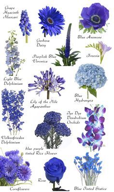 SO MANY FLOWERS!!!!!!!!!!!!!!!!!!!!!!!!!!!!!!!! Flowers by color. So amazing and helpful Flowers And Their Names, نباتات منزلية, Flower Guide, Blue Wedding Flowers, Flower Meanings, Blue Garden, Flower Names, Deco Floral, Garden Cottage