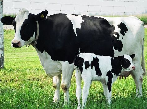 Hf Cow Images, Hf Cow, Cow Hd Images, Cow Holstein, Kamadenu Cow Images, Indian Cow Photo, Dairy Cows Photography, Black Angus Cows Pictures, Joe Root