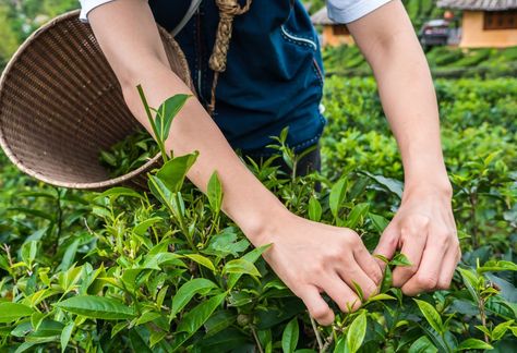 Tea Plant Complete Cultivation Guide - Wikifarmer Growing Tea, Client Appreciation Events, Tea Farm, Fermented Tea, Tea Varieties, Tea Plant, Yellow Tea, Real Fruit, Italian Garden