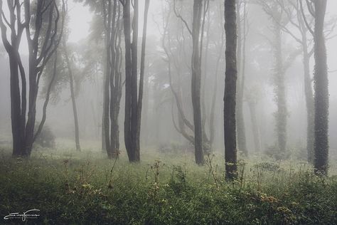 Another foggy morning Dullcore Wallpaper Laptop, Foggy Forest Aesthetic Wallpaper Laptop, Foggy Forest Wallpaper Desktop, Fairy Grunge Desktop Wallpaper, Fairycore Aesthetic Wallpaper, Foggy Forest Wallpaper, Grunge Fairycore Aesthetic, Grunge Pics, Fairycore Wallpaper