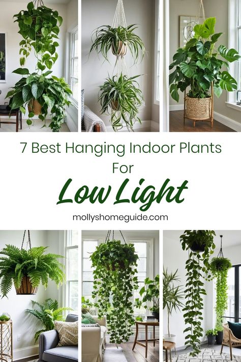 Discover the best hanging indoor plants for low light. These low maintenance, hard to kill indoor plants are perfect for spaces with limited sunlight. From lush greenery to airy vines, these indoor hanging plants thrive in low light conditions making them ideal choices for bathrooms with no windows. Add a touch of nature to your home with these beautiful and easy-to-care-for low light houseplants. Lowlight Indoor Plant, Indoor Plant Low Light, Plants That Are Hard To Kill, Small Low Light Plants Indoor, Hanging Plants In Bathroom Ideas, Low Light Vine Plants Indoor, Indoor Plants Lighting, Low Light High Humidity Plants, Low Light Hanging Indoor Plants