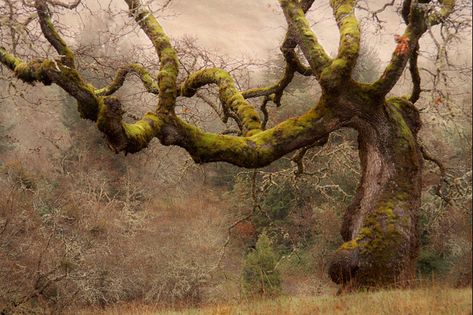 ancient tree Forest Wall Mural, Old Tree, Old Trees, Nice Art, Ancient Tree, Unique Trees, Nature Tree, Beautiful Tree, Tree Art