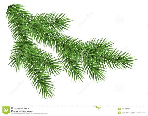 Illustration about Spruce branch isolated on white background. Green fir. Realistic Christmas tree. Vector llustration for Xmas cards, New year party posters. Illustration of needle, christmas, lush - 104258367 Christmas Lush, Spruce Branch, Christmas Tree Vector, Posters Illustration, Branch Drawing, Realistic Christmas Trees, Winter Drawings, Branch Vector, Tree Vector