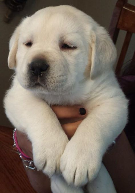 "I just got babopted!" White Labrador Puppy, White Lab Puppies, Cute Labrador Puppies, Husky Corgi, Labrador Noir, Yellow Labs, Lab Puppy, Lab Dogs, Labrador Retriever Puppies