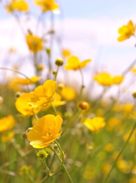 Kingcup Flower, Buttercups Flower, Irish Flowers, Flowers Meanings, Fine Art Photography Nature, Buttercup Flowers, Victorian Language, Wildwood Flower, Buttercup Flower