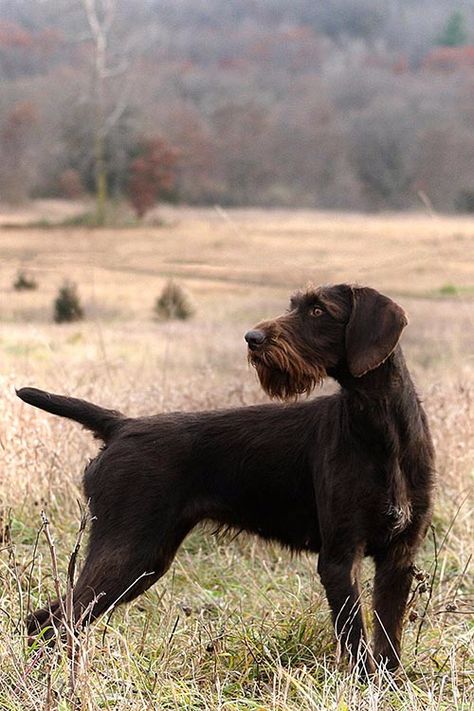 German Wirehair Pointer, German Pointer Dog, German Pointer Wirehaired, Gwp Dog, German Wirehaired Pointer Puppy, German Longhaired Pointer, German Pointer, Hunting Dogs Breeds, German Dog Breeds