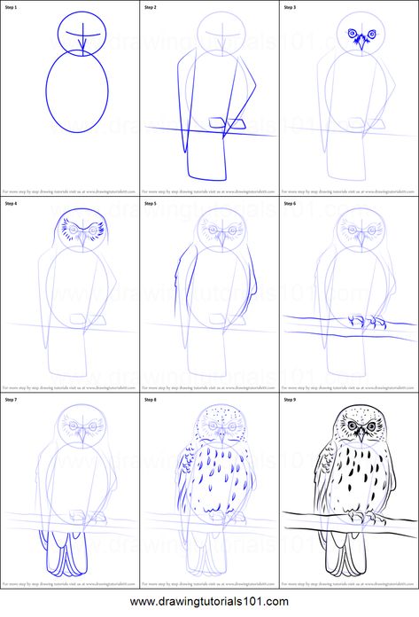 How to Draw a Morepork printable step by step drawing sheet : DrawingTutorials101.com Owl Drawing Simple, Draw An Owl, Draw Birds, Beginner Drawing Lessons, Owl Sketch, Drawing Sheet, Owls Drawing, Art Drawings Sketches Pencil, Animal Drawing