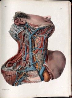 Anatomy Trains, Neck Anatomy, Medical Things, Medical Drawings, Vintage Anatomy, Human Body Anatomy, Human Anatomy Art, Animal Study, Medical Anatomy