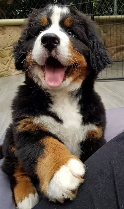 Bernese Mountain Dog And German Shepherd, Cute Bernese Mountain Dog Puppies, Bernese Mountain Dog Puppy Aesthetic, Bernies Mountain Dog, Big Cute Dogs, Bernice Mountain Dog, Bernese Mountain Dog Puppy, Cute Dogs Images, Very Cute Puppies