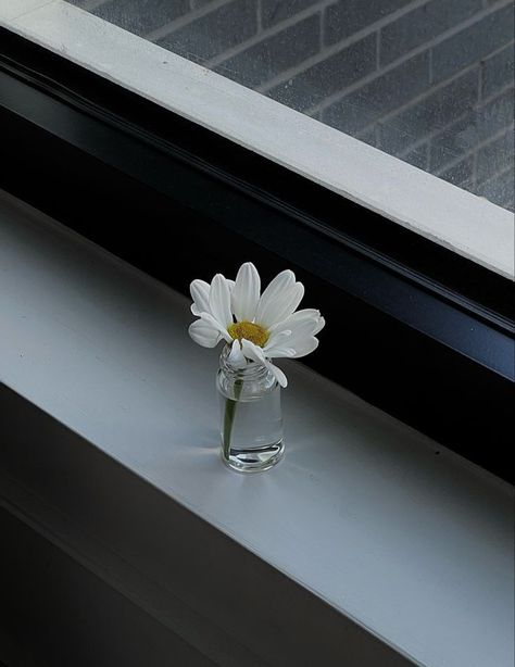 Bloom Aesthetic, Minimal Pictures, Simplicity Photography, Minimalism Aesthetic, Black Minimal, Glass Photography, Daisy Art, Photos Aesthetic, Daisy Wallpaper