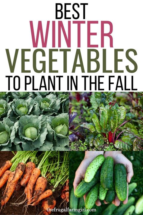 Winter Planting, Best Vegetables To Grow, Vegetables To Plant, Frugal Gardening, Fall Veggies, Winter Veggies, Best Vegetables, Vegetables To Grow, Winter Vegetables Gardening