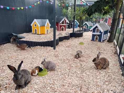 Indoor Rabbit Habitat Bunny Room, Outside Rabbit Cage, Bunny Area Outdoor, Backyard Rabbit Habitat, Bunny Homes Outdoor, Rabbit Area Outdoor, Rabbit Sanctuary Ideas, Diy Rabbit Outdoor Play Area, Bunnies Outside