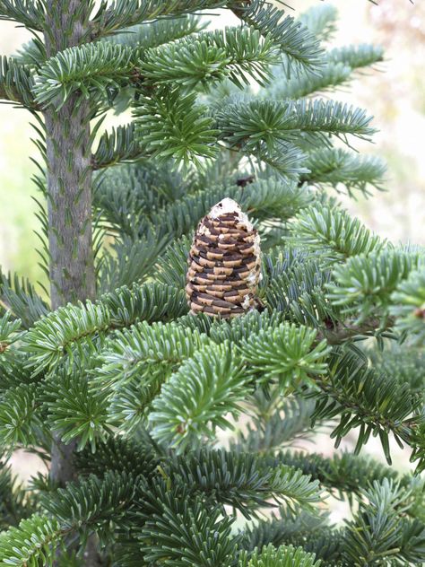 The fragrance of a Fraser fir immediately brings to mind the winter holidays. Have you ever thought of growing one as a landscape tree? Click this article for tips on Fraser fir tree care. Fraser Fir Tree, Christmas Tree Care, Fraser Fir Christmas Tree, Fresh Cut Christmas Trees, Live Christmas Trees, Tree Seedlings, Fur Tree, Winter Woods, Fraser Fir