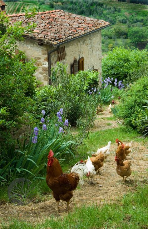 Chickens And Roosters, Country Scenes, Down On The Farm, Old Stone, Country Farm, Stone House, Chickens Backyard, The Grass, Country Life