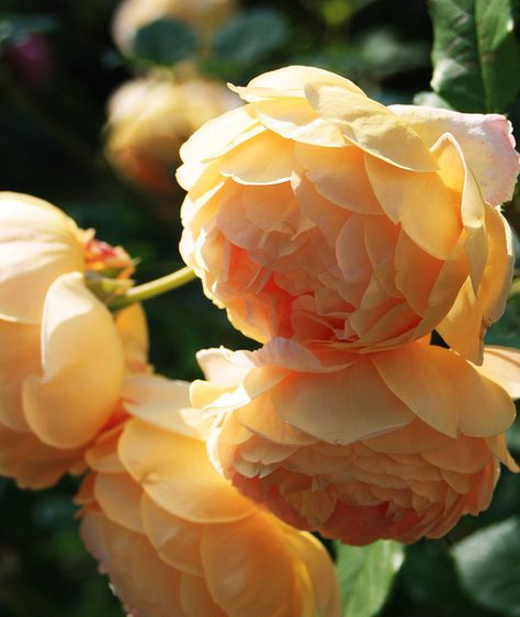 Meg- I carried light pink Peonies on my wedding day. I'm biased but such a full gorgeous flower! Beautiful Foto, Yellow Peonies, Peach Peonies, Colorful Roses, English Roses, Mellow Yellow, Beautiful Blooms, Pink Peonies, Dream Garden