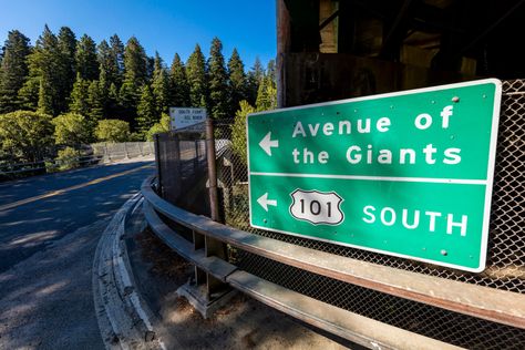 Avenue Of The Giants, California Places To Visit, Humboldt Redwoods State Park, Redwoods California, Pacific Coast Highway Road Trip, Coast Redwood, Pacific Northwest Travel, Redwood Trees, Road Trip Map