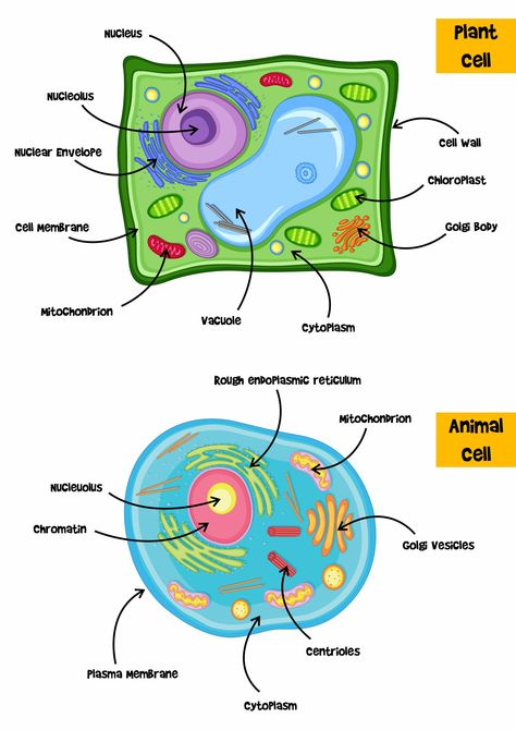 Plant and Animal Cell 5th Grade Study Guide Animal Cell Diagram Class 9, Animal Cell And Plant Cell Project Ideas, Plant Vs Animal Cell Diagram, Animal Cell And Plant Cell Drawing, Plant And Animal Cell Project Poster, Biology Notes Animal And Plant Cells, Animal Cell Diagram Labeled, Plant Cell And Animal Cell Drawing, Plant Cell Drawing With Label