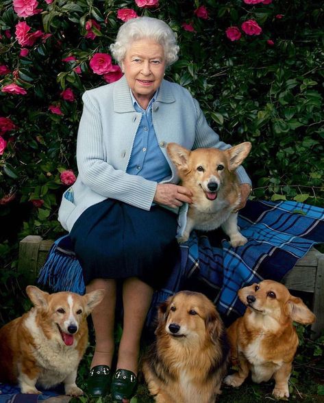 The Anglophile Club on Instagram: “Queen Elizabeth II and her dogs at Windsor Castle snapped by @annieleibovitz for @vanityfair in 2016. On her lap is Holly and at her feet…” Queen Elizabeth Photos, Funny Birthday Presents, Funny Secret Santa Gifts, Young Queen Elizabeth, Prins Harry, Reine Elizabeth, Elisabeth Ii, Funny Mom Gifts, Her Majesty The Queen