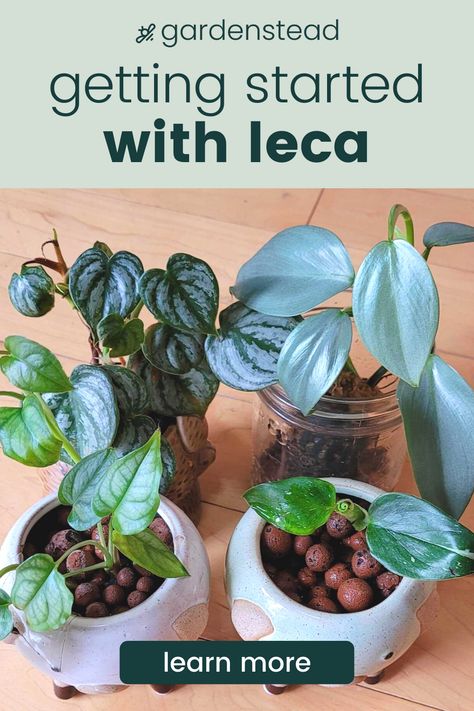 Leca are those clay balls that are often used instead of soil. Leca has two main benefits: less risk of pest infestation and less maintenance. However, the switch from soil to leca may be daunting, especially if you have too many plants \#houseplant #soilfree #leca #houseplantcommunity #indoorplants #plantcollection #houseplantcare #semihydroponics #semihydro #interiorjungle #houseplants #gardenstead How To Use Clay Pebbles For Plants, Clay Pebbles For Plants, Lecca Balls Plants, Leca Balls For Indoor Plants, Clay Balls For Plants, Semi Hydroponic Houseplants, Leca Balls For Plants, Leca House Plants, Leca Plants