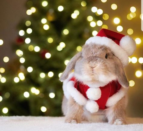 Tree Light Decor, Happy Bunnies, Rabbit Aesthetic, Christmas Pet Photos, Mini Lop Bunnies, Cutest Bunny Ever, Christmas Rabbit, Rabbit Christmas, Christmas Tree Light