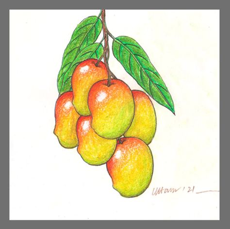 Branch of mangoes drawing easy. Image by- K art and craft. Mangoes Drawing, How To Draw Mango Fruit, Mango Sketch, Mango Shape Design Drawing, Mango Outline Drawing, Cute Mango Fruit Drawing, Mango Drawing, Vegetables Drawing, Mango Recipe