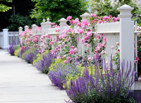 Lavender makes an excellent companion for Mediterranean herbs such as rosemary, sage and thyme, but also with other perennials such as iris and rose. Garden Town, Rosen Beet, Garden Hedges, Lady's Mantle, White Fence, White Picket Fence, Garden Shrubs, Traditional Landscape, Garden Borders