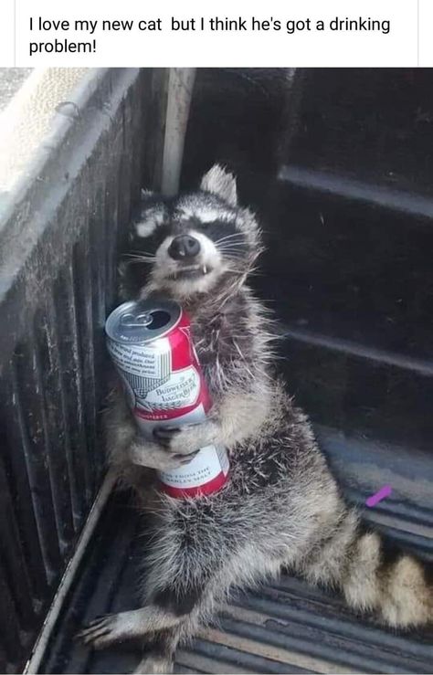 Pet Raccoon, Image Chat, Cute Raccoon, Raccoon Funny, Trash Panda, Funny Animal Jokes, Silly Animals, Cute Wild Animals, Racoon