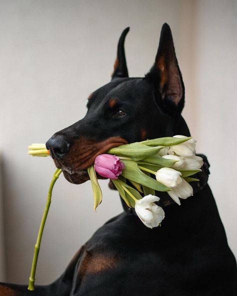 Doberman Pinscher Aesthetic Wallpaper, Cute Doberman Puppies, Doberman And Cat, Doberman Bf Aesthetic, Doberman Boyfriend, Cute Doberman Pictures, Dobermann Aesthetic, Big Doberman, Doberman Wallpaper