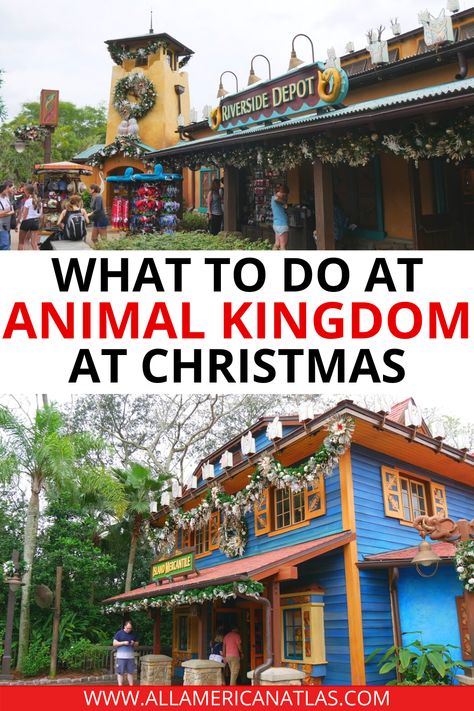 Check out this guide on Animal Kingdom at Christmas, including what to do in Animal Kingdom at Christmas, how to visit Animal Kingdom at Christmas, and other things to do at Disney World at Christmas. Animal Kingdom Christmas Shirts, Animal Kingdom Christmas, Disney World At Christmas, Animal Kingdom Outfit, Animal Kingdom Orlando, Christmas Entertainment, Universal Studios Orlando Trip, Orlando Trip, Animal Kingdom Shirts