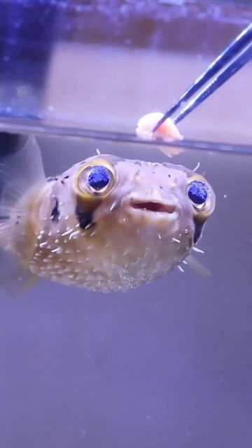 Fish Funny Pictures, Silly Pufferfish, Pufferfish Cute, Cute Puffer Fish, Cuddle Fish, Silly Fish, Fish Cute, Funny Fish, Salt Water Fish