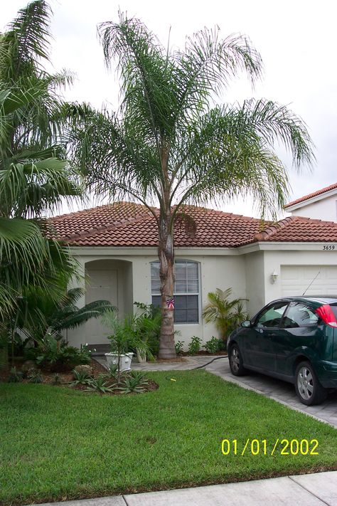 Young Mature Queen Palm Tree Queen Palm Landscaping Front Yards, Palm Tree Base Landscaping, Queen Palm, Cuban Royal Palm Tree, Queen Palm Tree, Tree Leaf Identification, Royal Palm Tree Landscape, Palm Trees Landscaping, Australian Trees