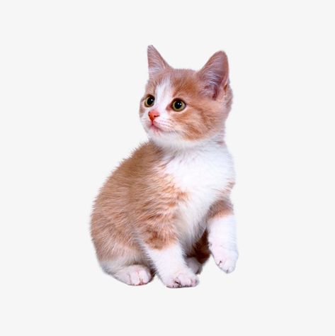 physical map,animal,kitten,kitty,attentively kitten,physical,map,attentively Cat Png, 강아지 그림, Cat Pose, Png Graphics, Cat Icon, Cute Clipart, Png Icons, Cute Kitten, Cat Sitting