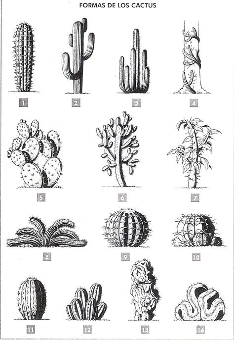 equum libertè: cactus formas                                                                                                                                                                                 More Cactus Tattoo, Cactus Drawing, Cactus Types, 카드 디자인, Cactus Art, Cactus Flower, Botanical Illustration, Future Tattoos, 그림 그리기