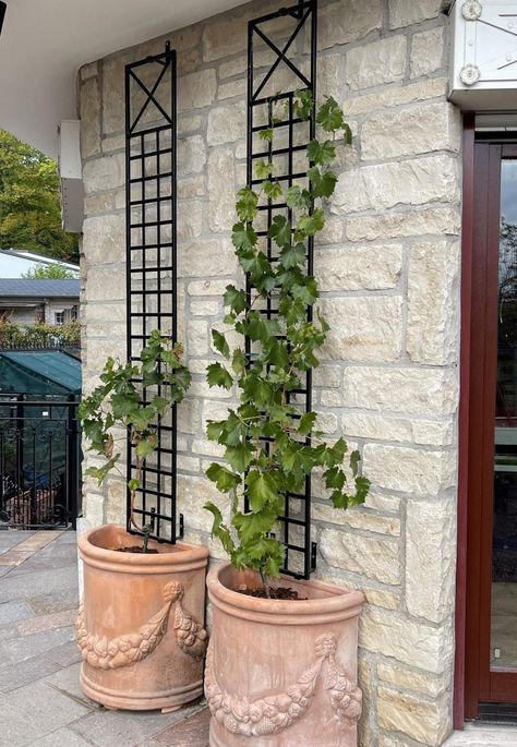 Classic Garden Elements' Croome Espalier Trellis on a house wall Tall Garden Decor, Garden Wall Trellis, Trellis Ideas Front Of House, Jasmine Vine Trellis, Espalier Trellis, Metal Wall Trellis, Vertical Garden Plants, Climbing Trellis, Wall Trellis