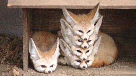 Regnul Animal, Cele Mai Drăguțe Animale, Psy I Szczenięta, Fennec Fox, Animale Rare, Cute Creatures, Sweet Animals, Funny Animal Pictures, Animal Photo