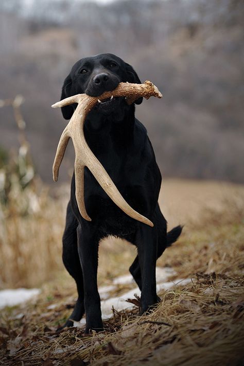 Hunting Dog Names, Labrador Noir, Dog Magazine, Love My Dog, Dog Shedding, Bird Dogs, Black Labrador, Hunting Dogs, Animal Tattoos